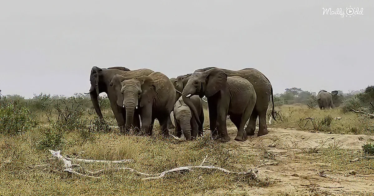A herd of elephants stands together in a grassy savanna under a cloudy sky.