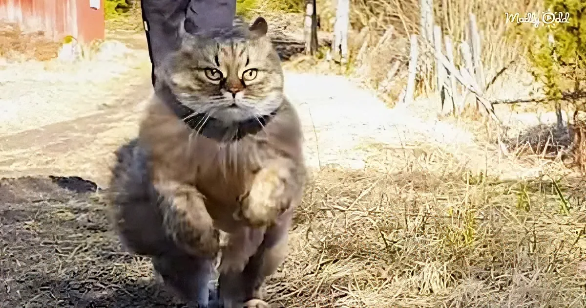 A cat wearing a black harness stands on a dirt path with dry grass and trees in the background.