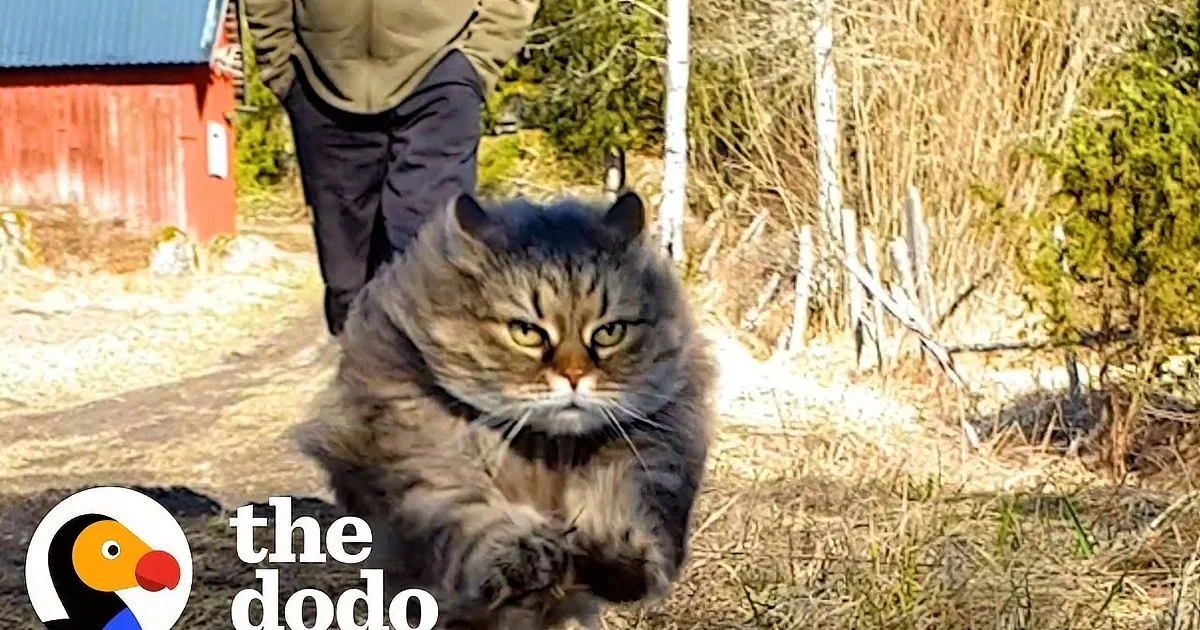 Lazy Cat Turns Into a Lightning-Fast Cheetah When Racing Dad