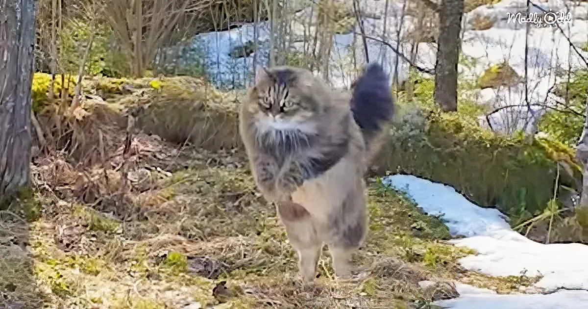 A fluffy gray cat stands on its hind legs in a forested area with patches of snow.