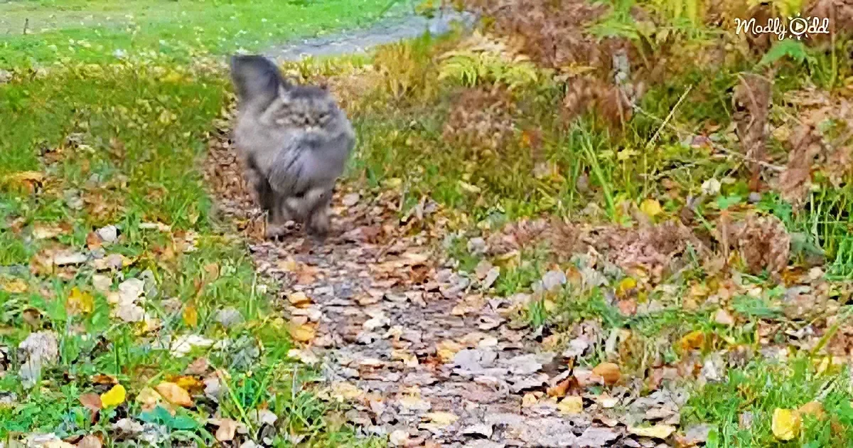 A fluffy gray cat walks on a leaf-covered path in a grassy area.