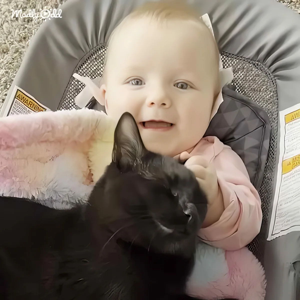 A baby in a bouncer smiles while holding a black cat, both appearing happy and content.