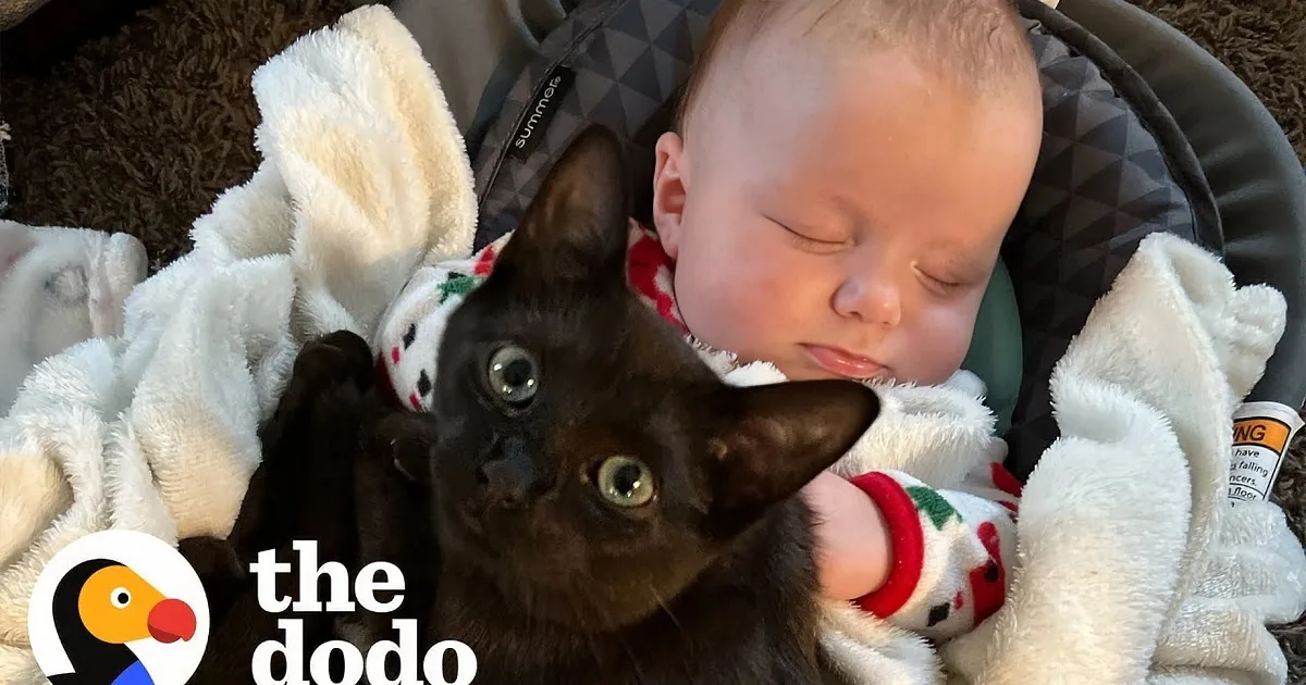 Baby Cam Captures Cat's Clandestine Visits to Toddler's Bed