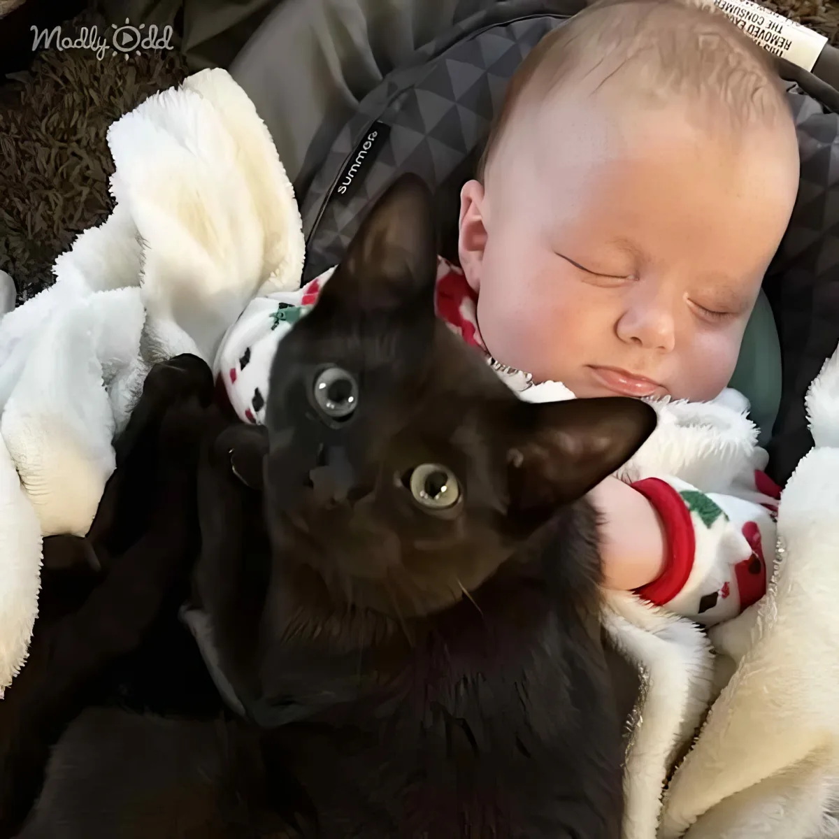 Baby and cat