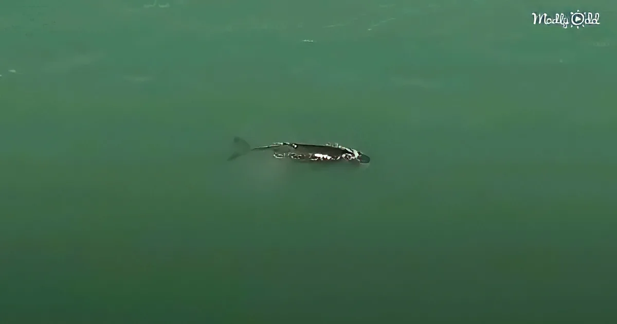 A fish swims gracefully in clear, greenish water, its tail visible against the calm surface.