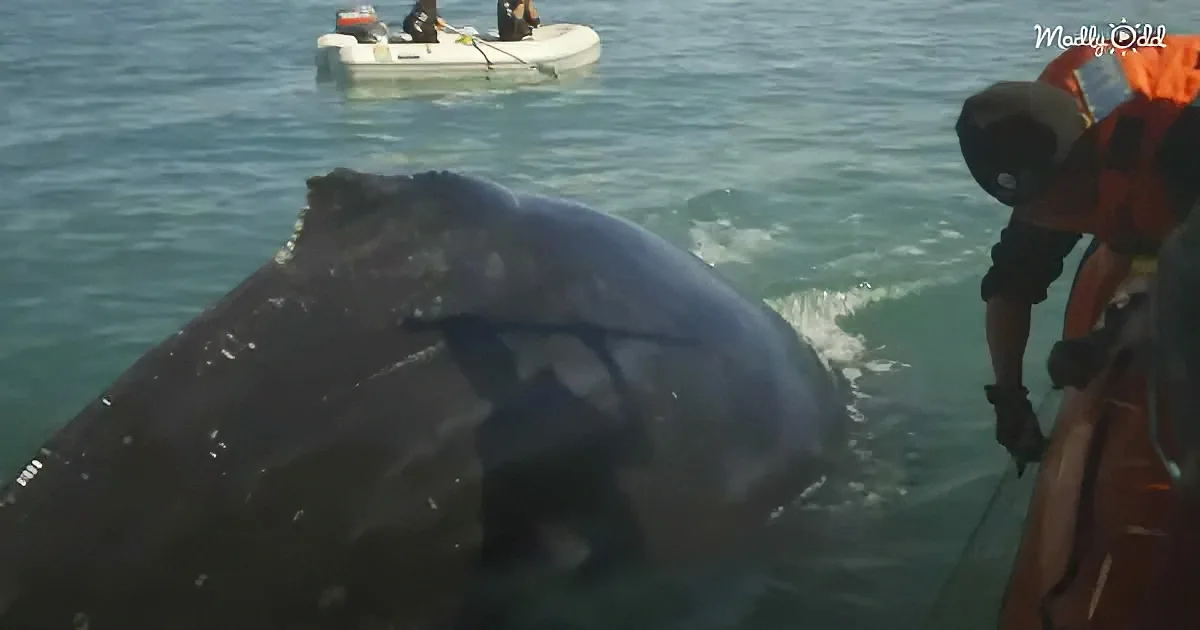 A large whale is partially submerged in the water, with a person in a life jacket observing from a boat nearby.