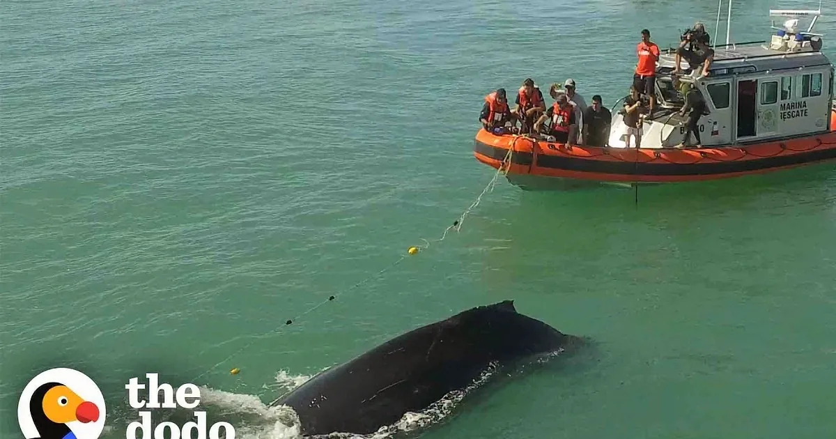 Rescuers Spend 4 Hours Freeing Hopeless Humpback Whale Tangled in a Net