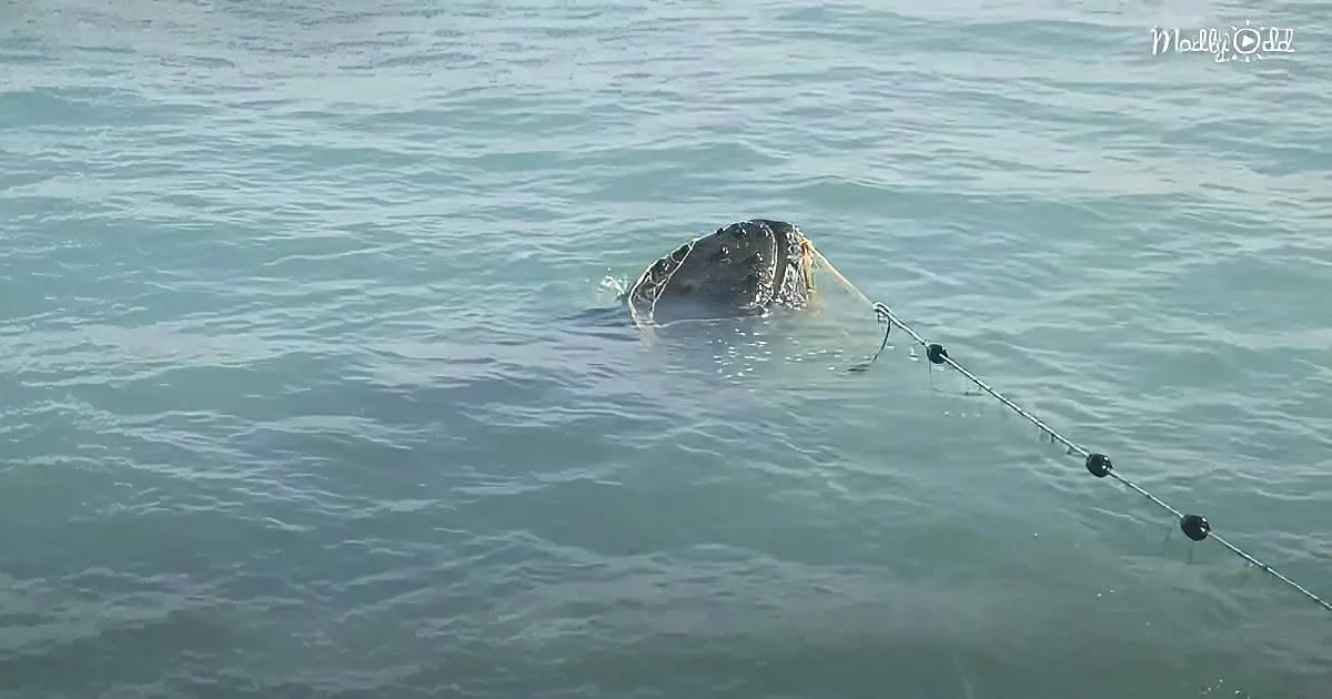 A turtle swims in the water, partially submerged, with a rope attached to its head.