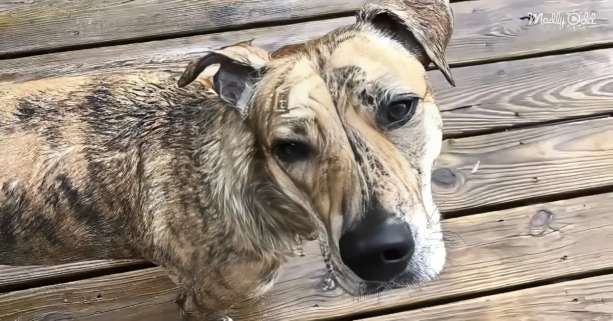 A brindle dog with a sad expression lies on a wooden deck.