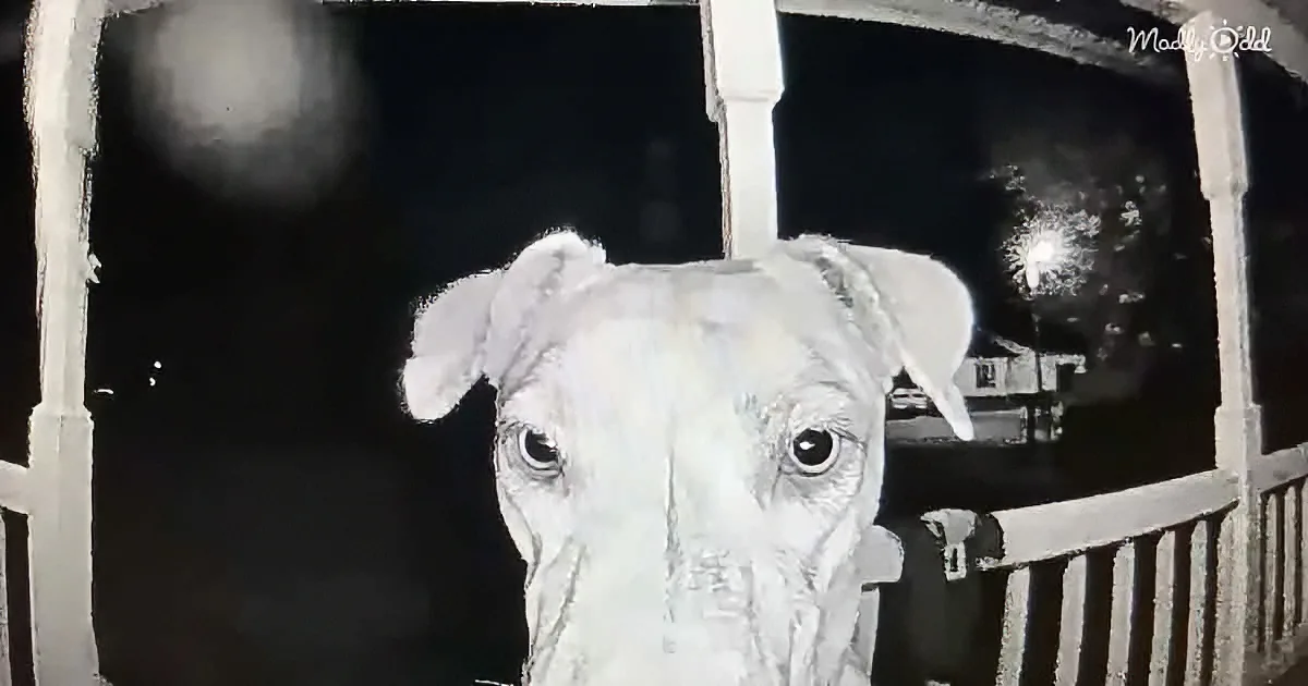 A white dog with large ears and dark eyes stands in front of a porch at night, looking directly at the camera.