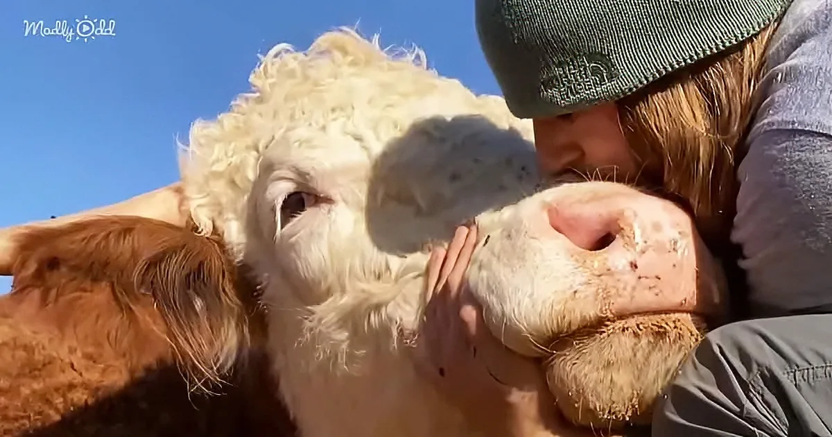 A person wearing a beanie kisses a cow with curly white hair under a clear blue sky.