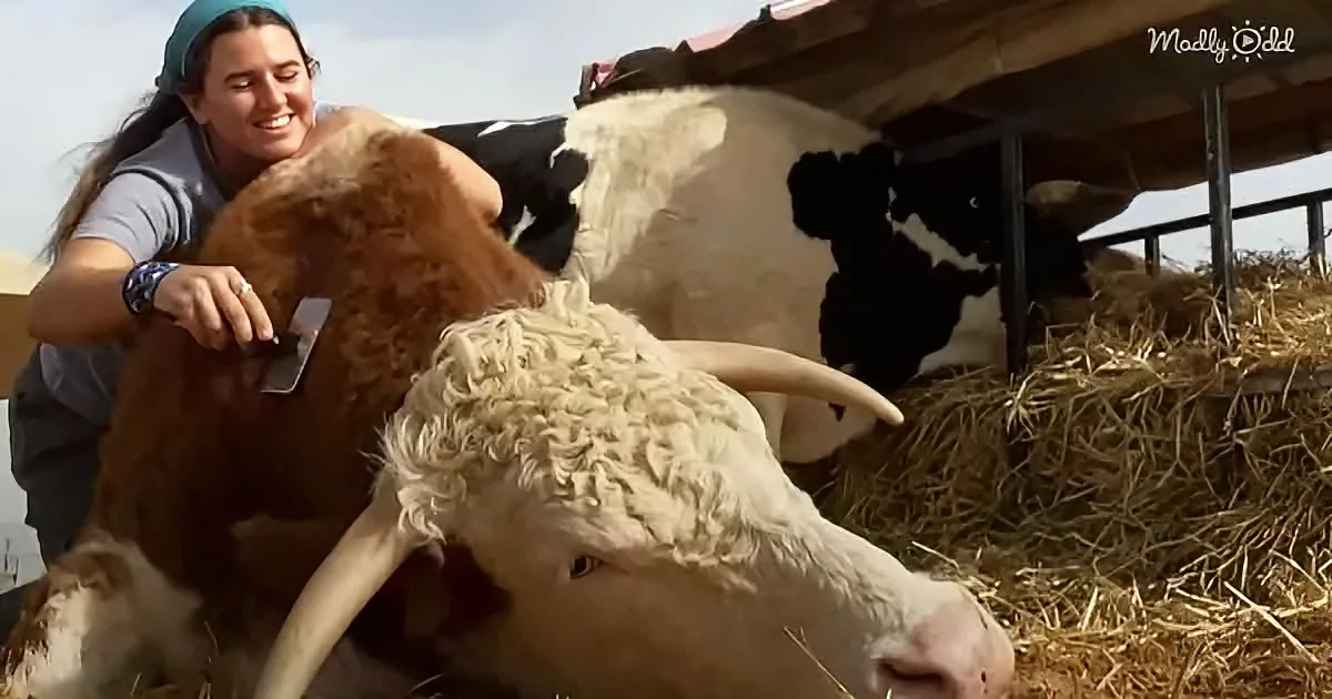 A woman is grooming a brown cow with a brush while another cow rests nearby on hay.