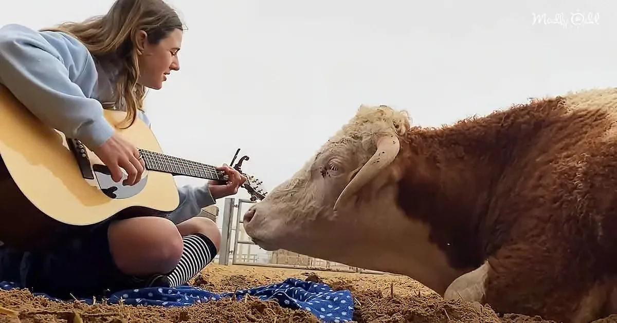 Woman's Singing Voice Wins Over Disabled Rescue Cow