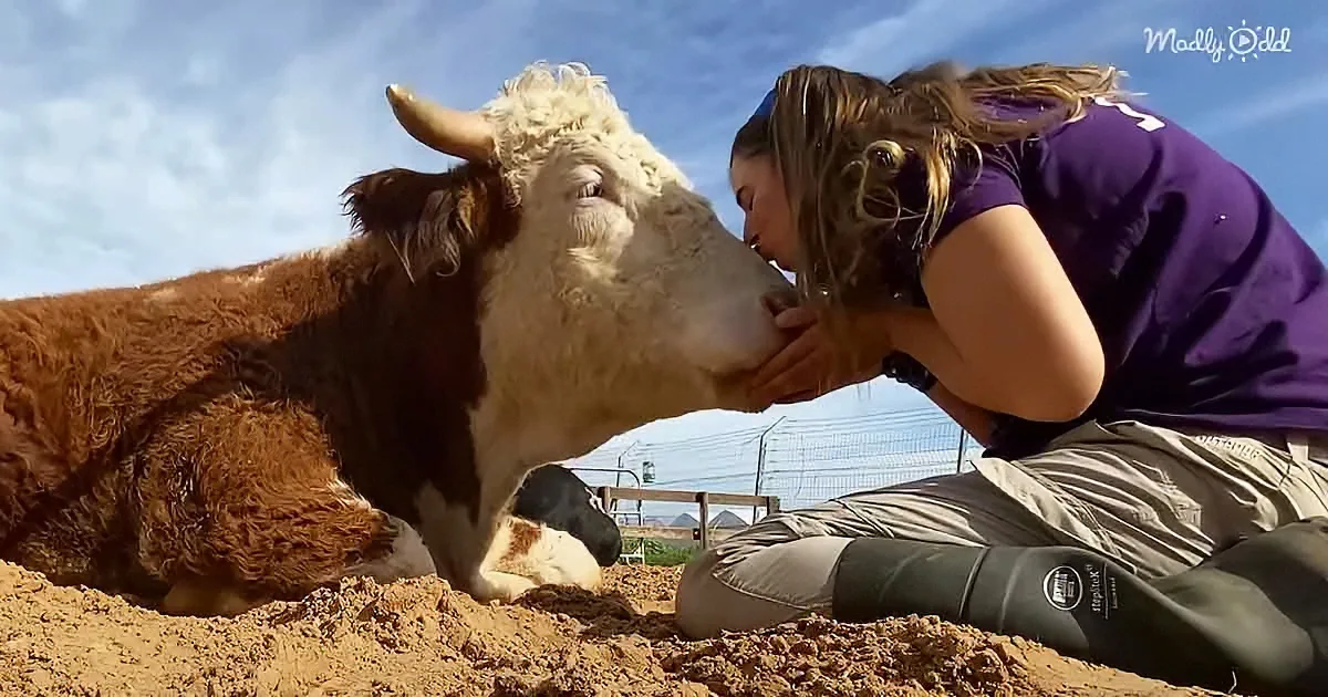 A woman in purple shirt and boots kisses a cow lying on sandy ground under a blue sky.