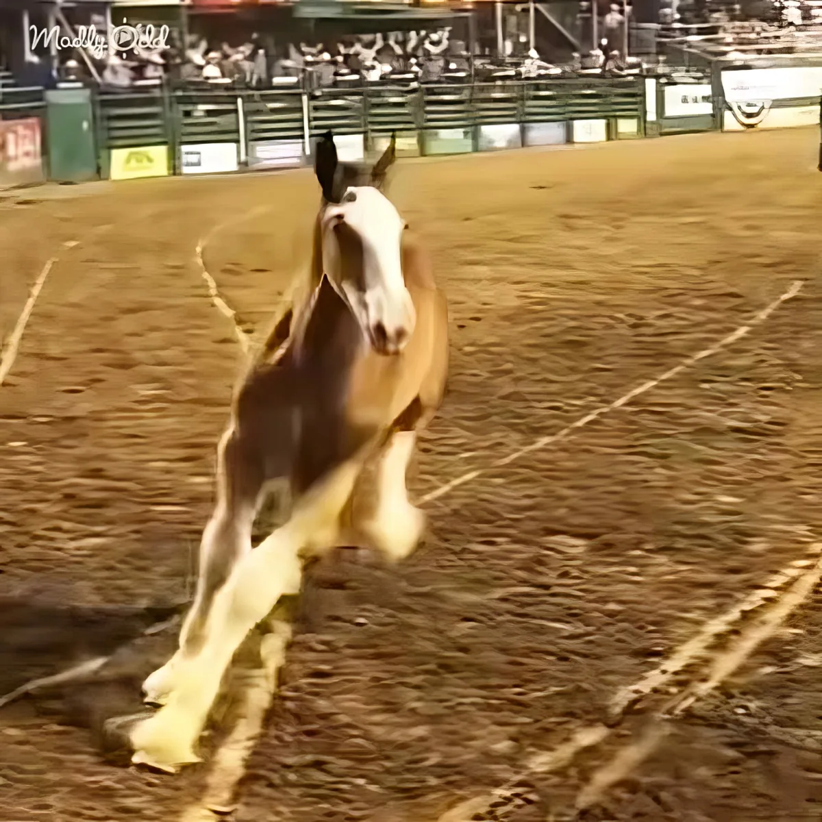 A horse with a white blaze and brown patches is running in a dirt arena with spectators in the background.