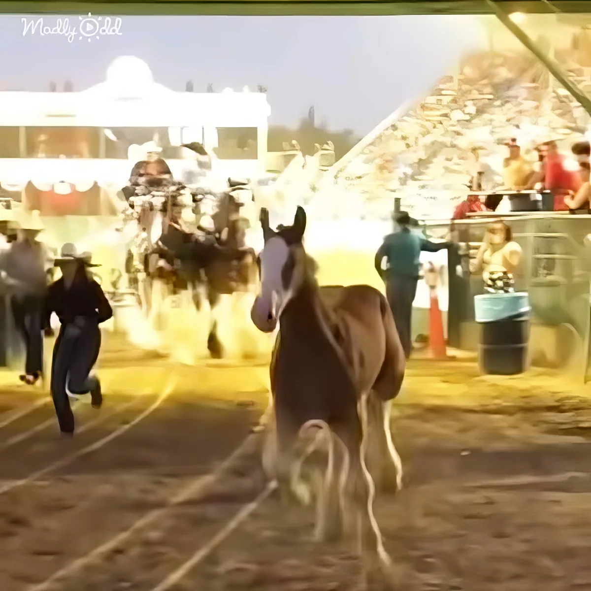 A horse with a white blaze runs in a rodeo arena, surrounded by people and a bright background.