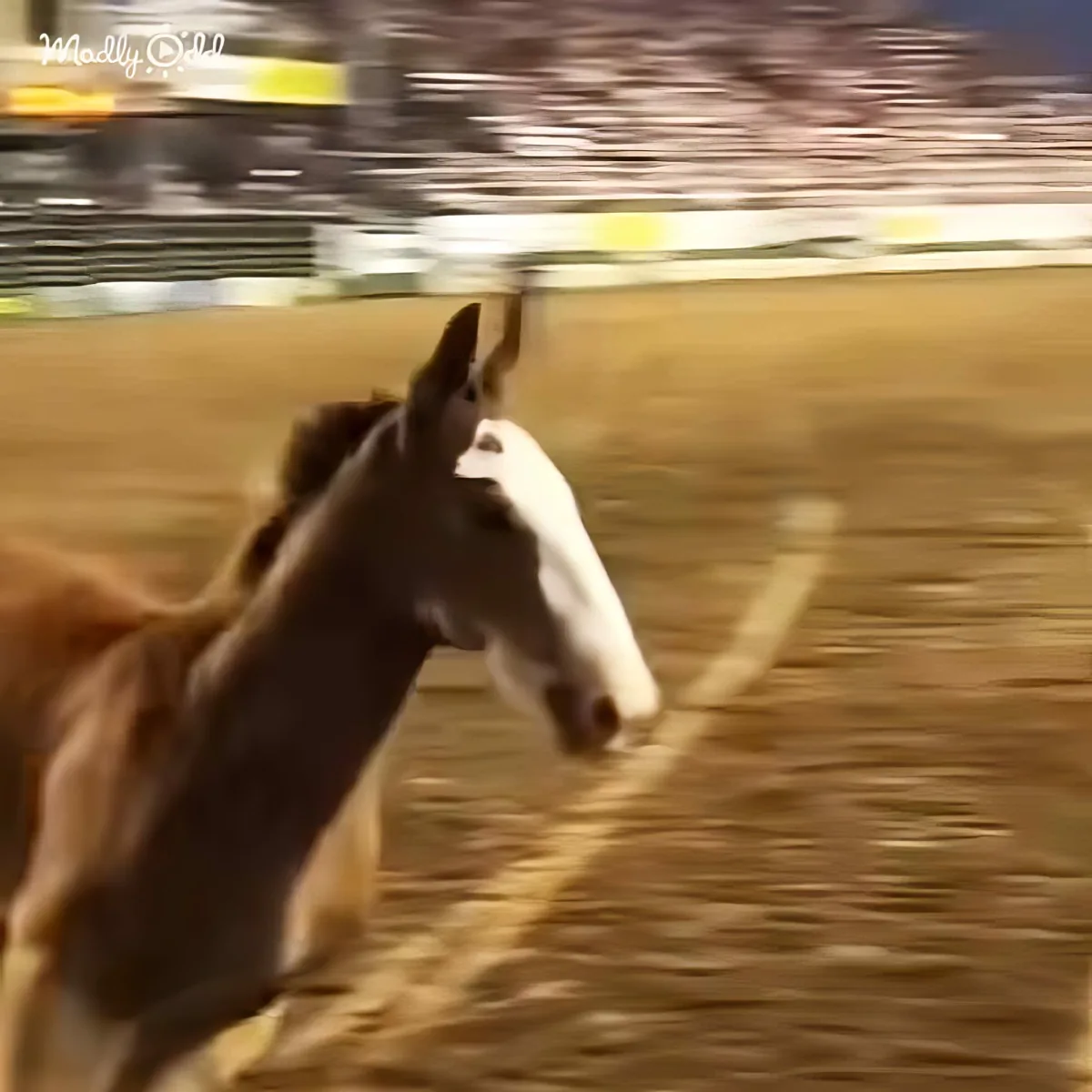 A horse with a white blaze runs in a dirt arena, blurred background.