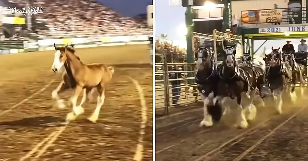 Baby Clydesdale Steals the Crowd's Heart During Mom's Performs