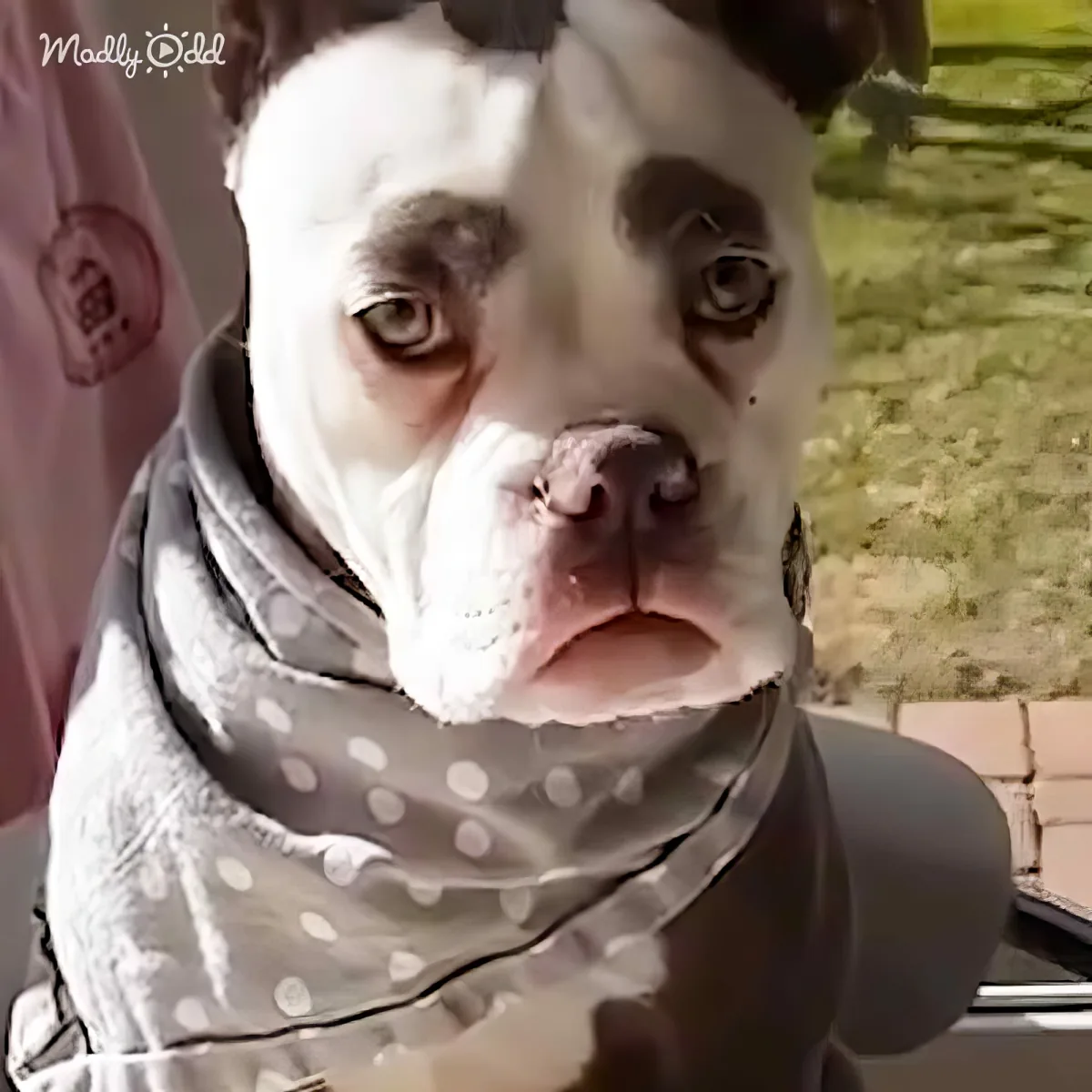 A bulldog wearing a polka-dot scarf looks directly at the camera with a curious expression.