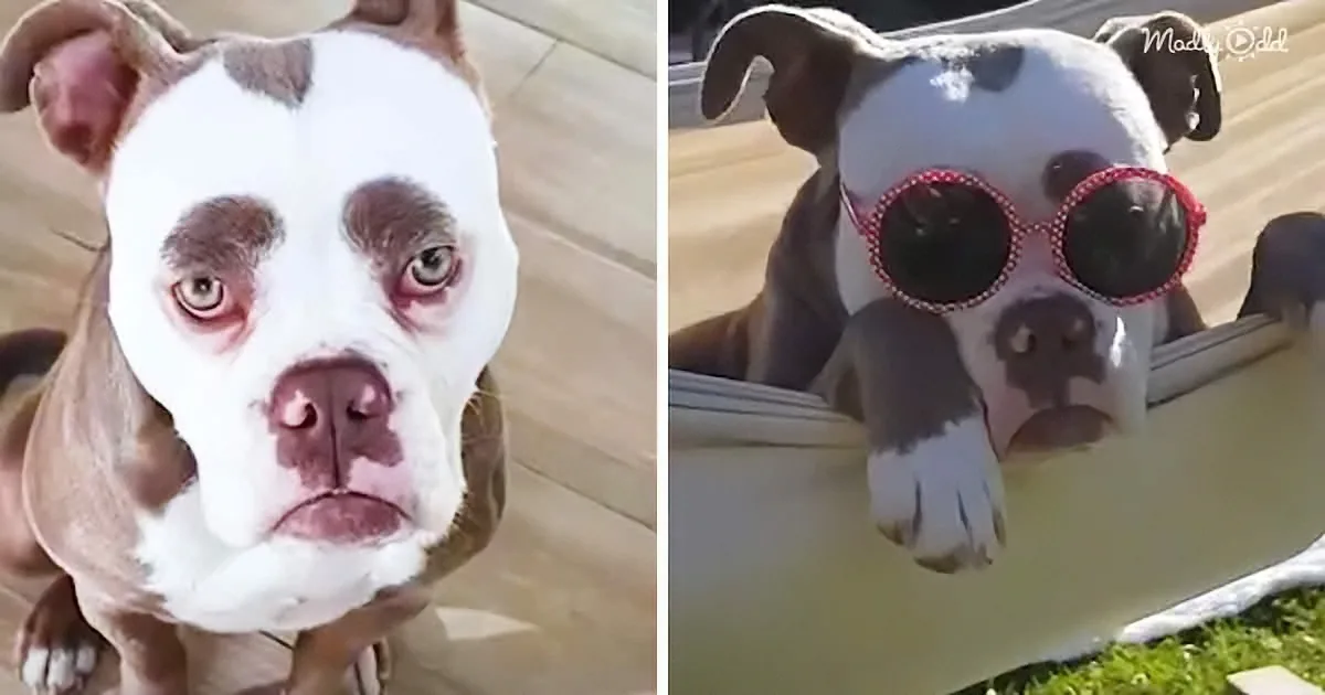Funny Bulldog With the Most Unique Eyebrows Does the Craziest Zoomies