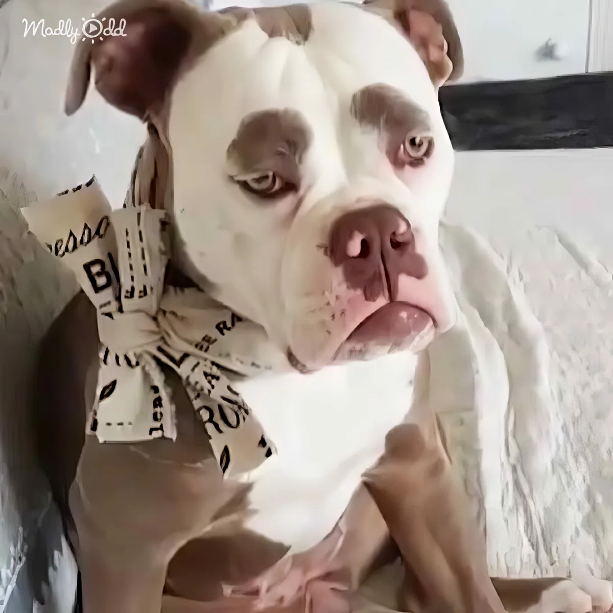 A white and brown dog wearing a patterned bandana sits on a bed, looking directly at the camera.
