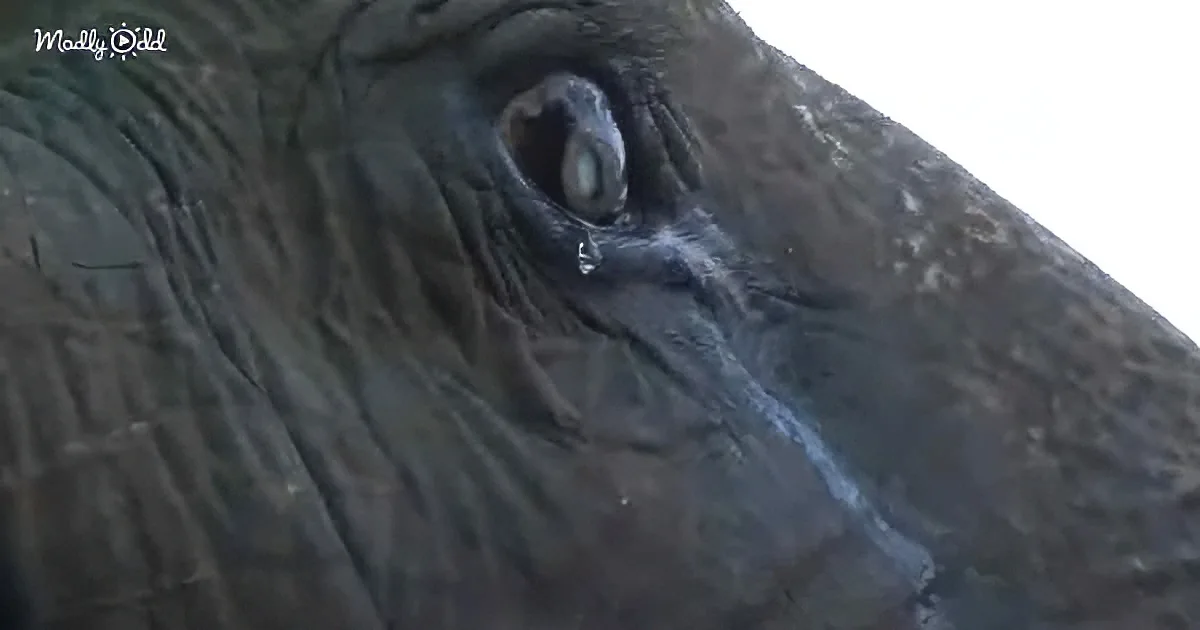 A close-up of a bird's eye with a tear, showing intricate feather details and a reflective surface.