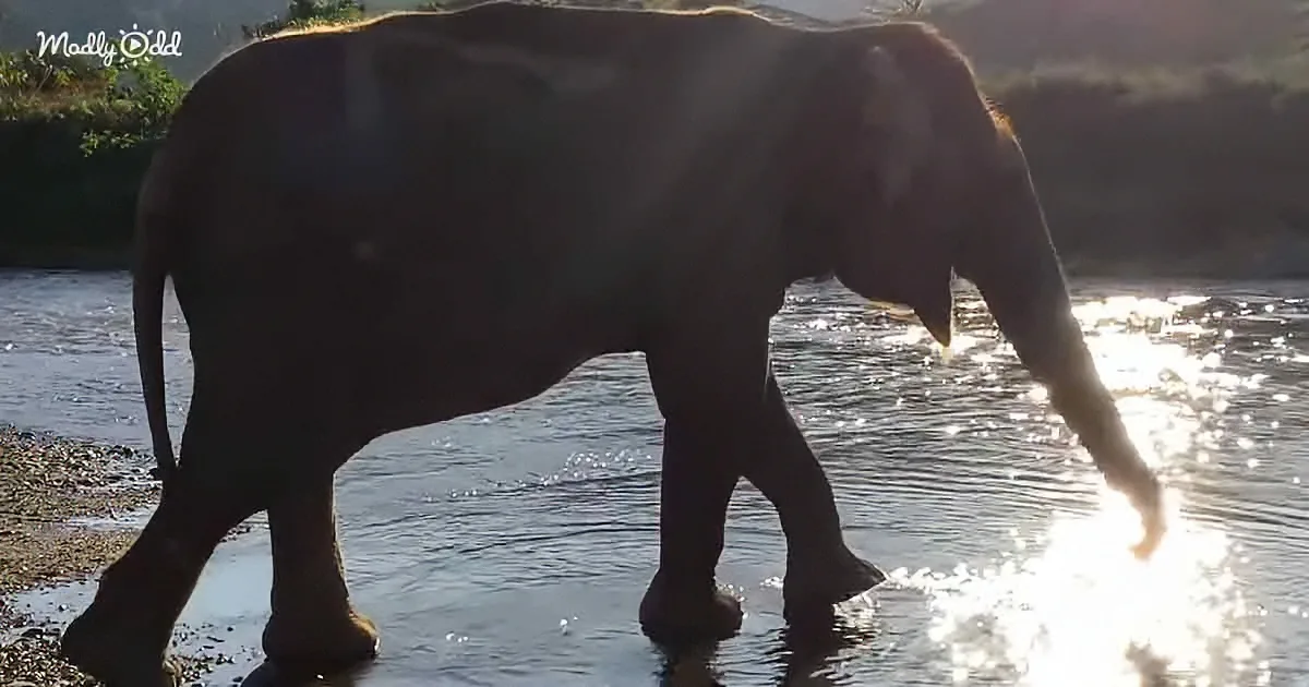 An elephant walks through shallow water, its trunk raised, with sunlight reflecting off the surface.