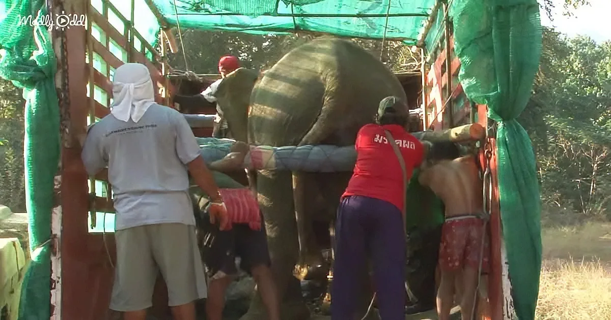 A group of people is loading an elephant into a truck covered with green netting.