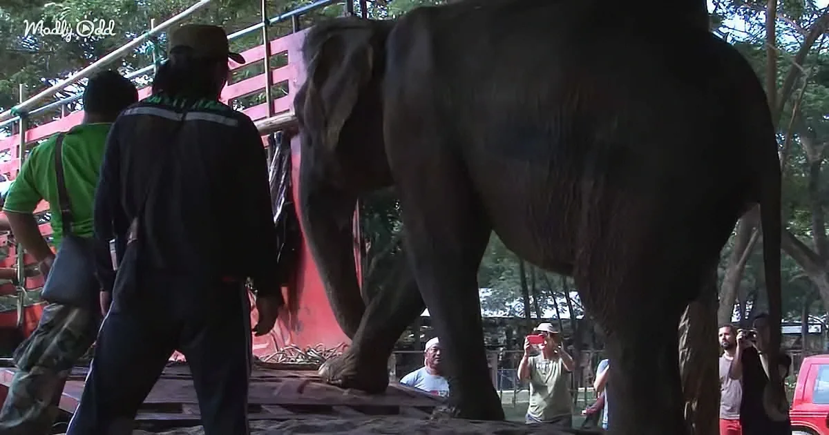 A large elephant stands near a red structure with people around, some taking photos.