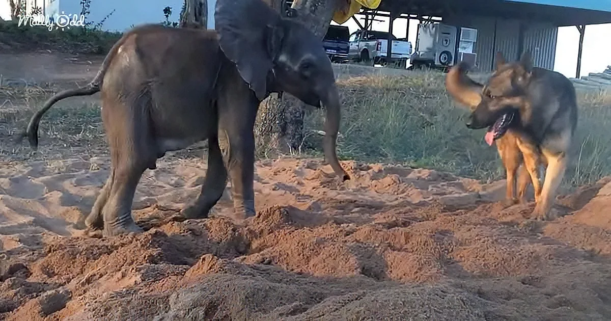 German shepherd and baby elephant
