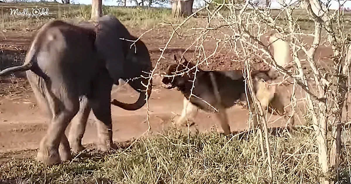 German shepherd and baby elephant