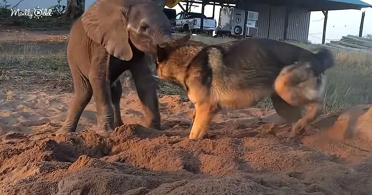 German shepherd and baby elephant