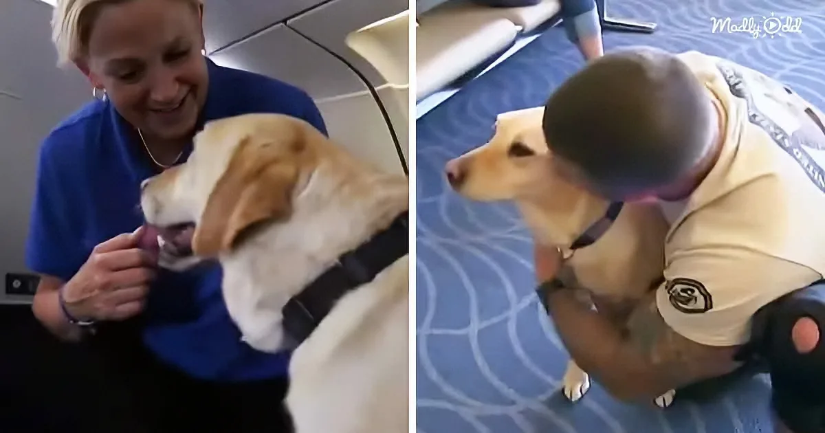 Woman Uses Her Money to Reunite Vets With Their Retired Military K9s