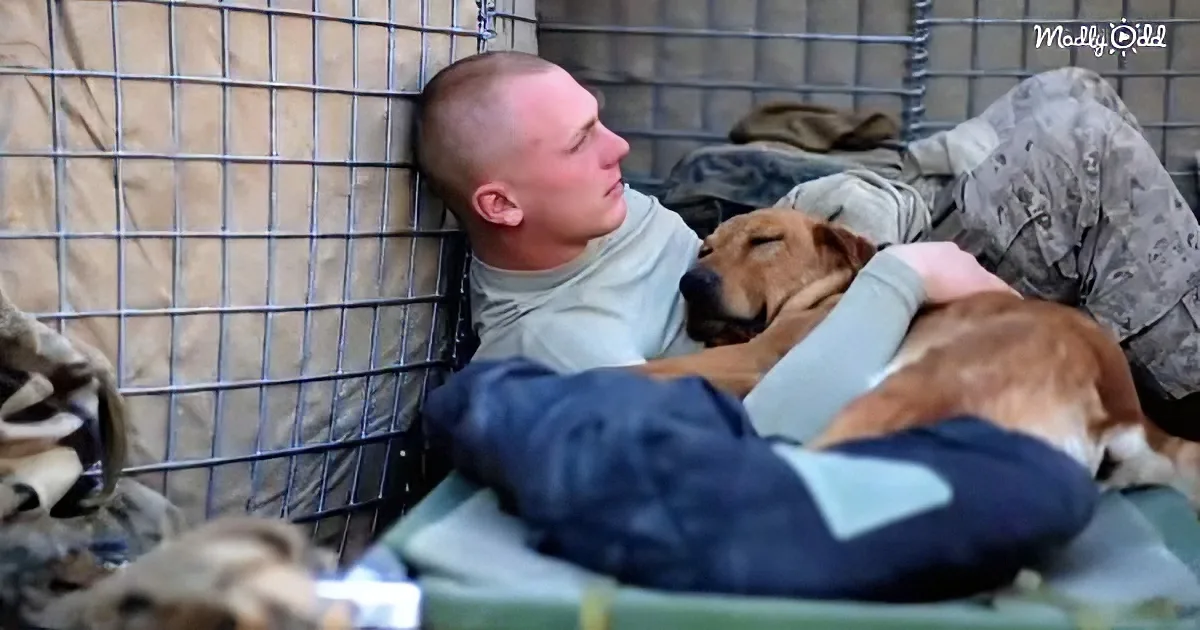 A soldier rests with a sleeping dog, both lying on a military-style cot.