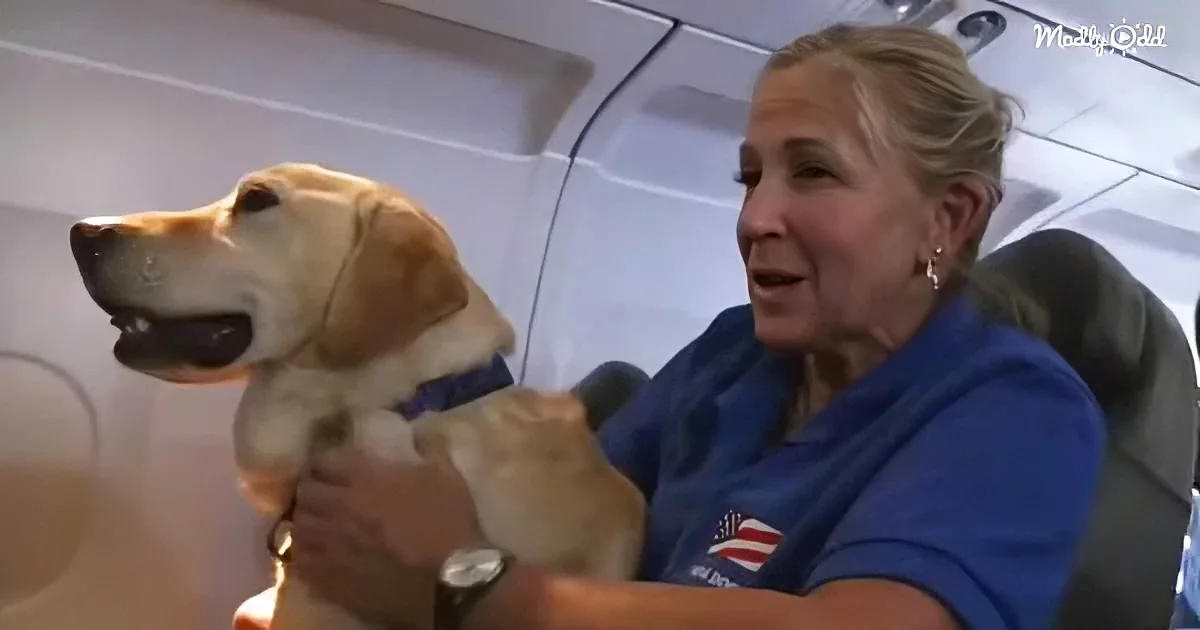 A woman in a blue shirt holds a happy yellow Labrador Retriever on an airplane.