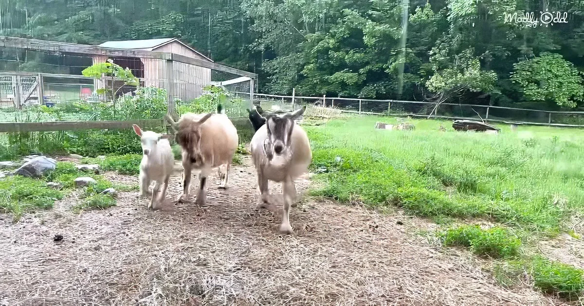 Goats and their kids