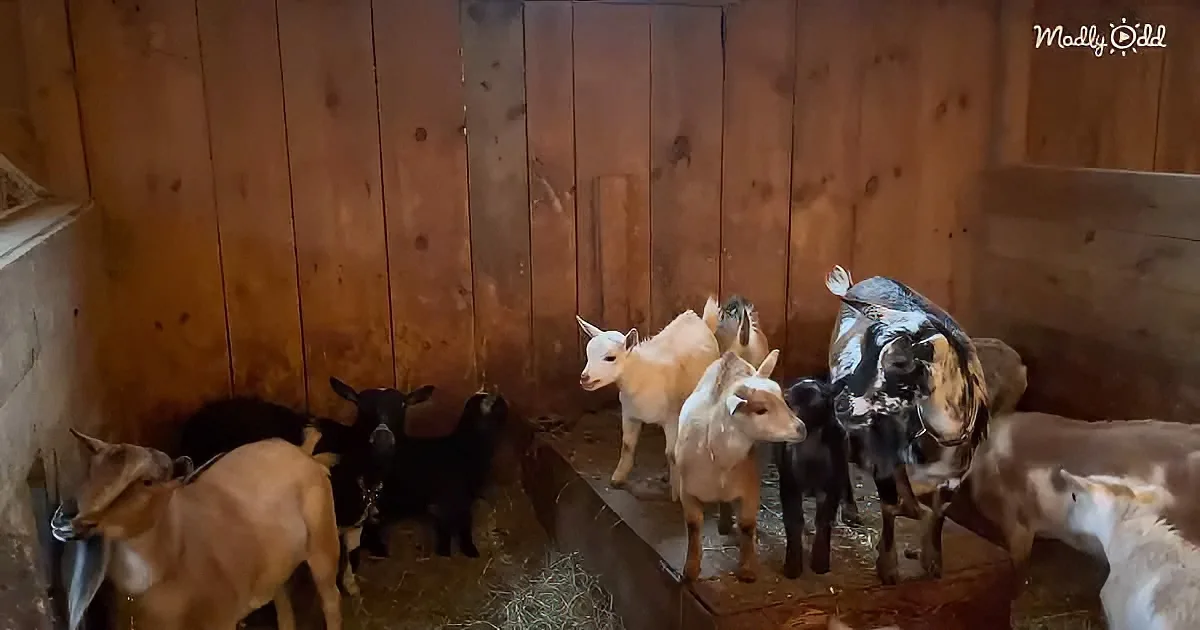 Goats and their kids