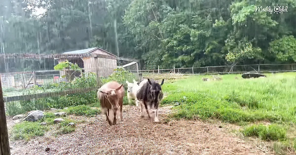 Goats and their kids