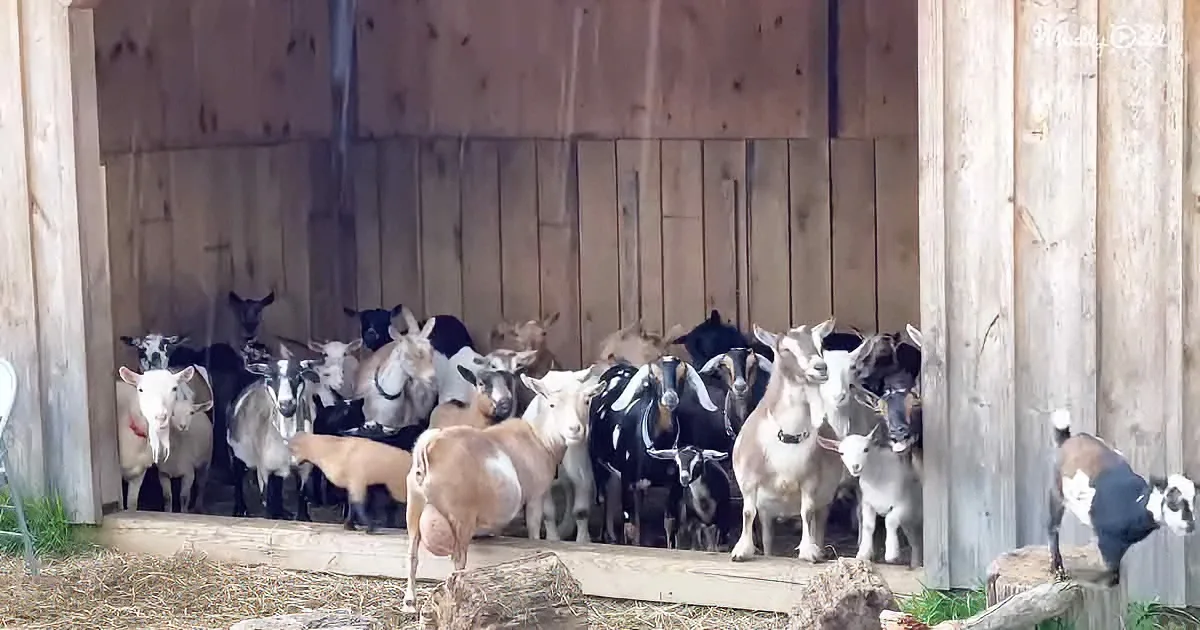 Rain Interrupts a Happy Day for Barn Goats & Their Kids