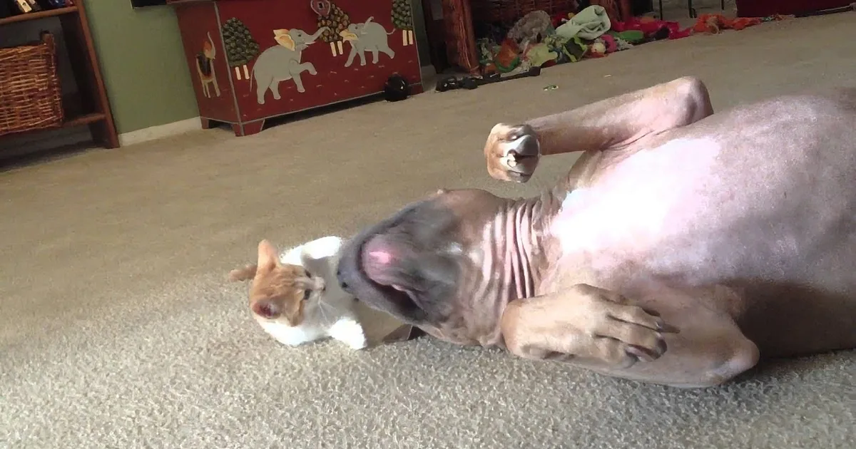 Tiny Kitten Tries to Be Tough With a Massive Pitbull