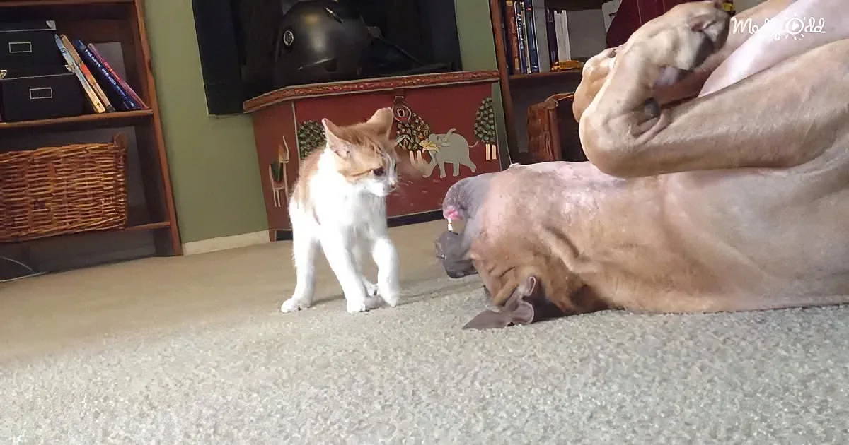 Tiny kitten and massive Pitbull