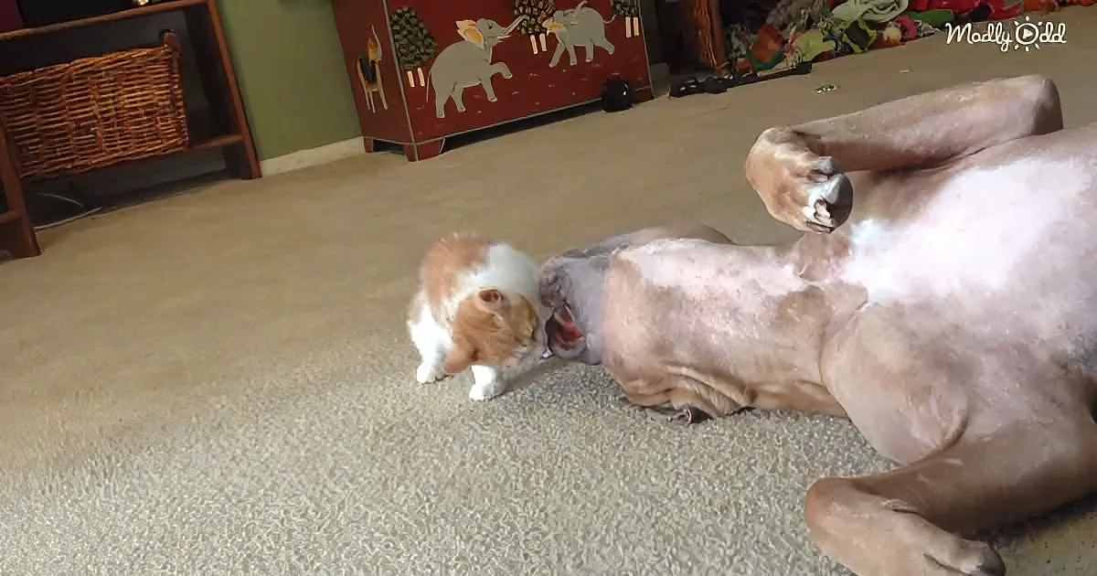Tiny kitten and massive Pitbull