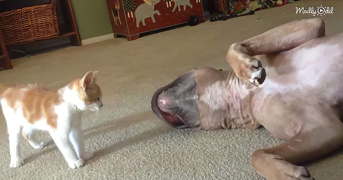 Tiny kitten and massive Pitbull