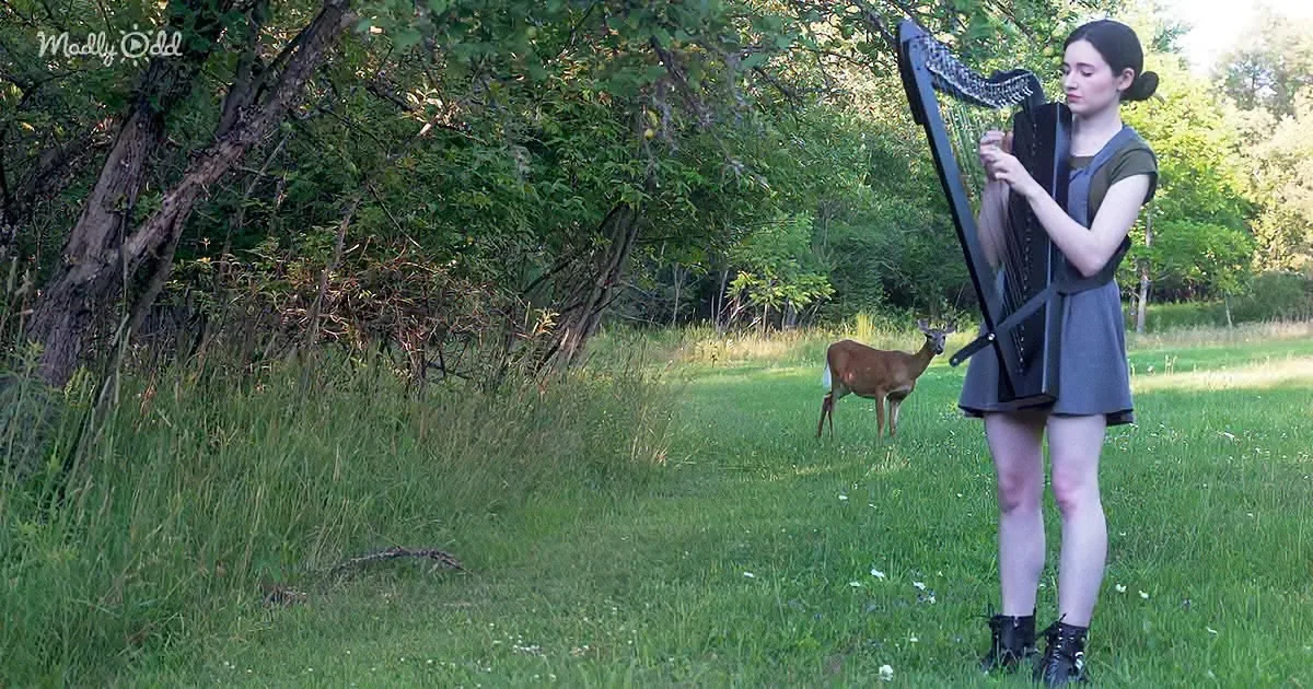 A Curious Deer Comes out of the Woods When Talented Harpist Begins 'The Sound of Silence'
