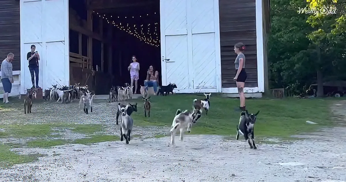 Goats run out of a barn as people watch and take photos.