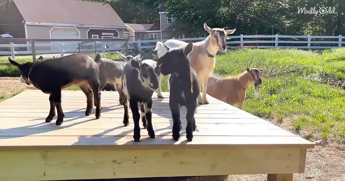 A group of goats stands on a wooden platform in a sunny, fenced pasture.