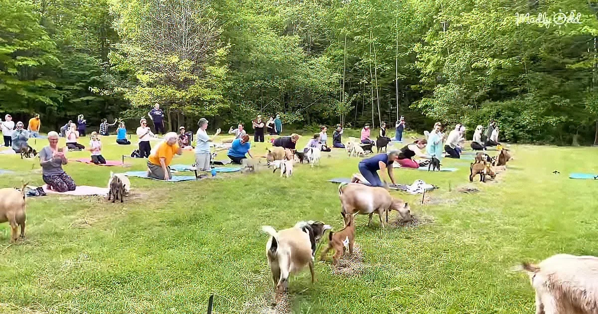 People practicing yoga outdoors with goats grazing around them in a grassy field.