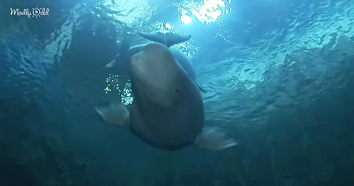 A beluga whale swims gracefully underwater, its large head and distinctive shape visible against the blue ocean backdrop.