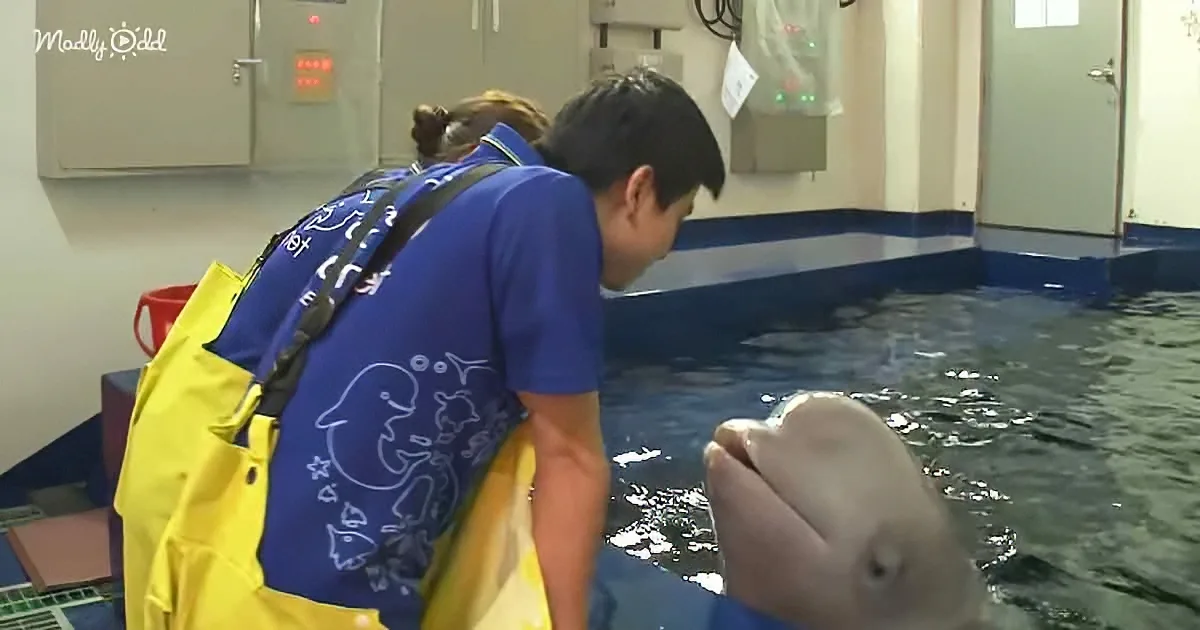A person in a blue shirt and yellow apron interacts with a dolphin in a pool.