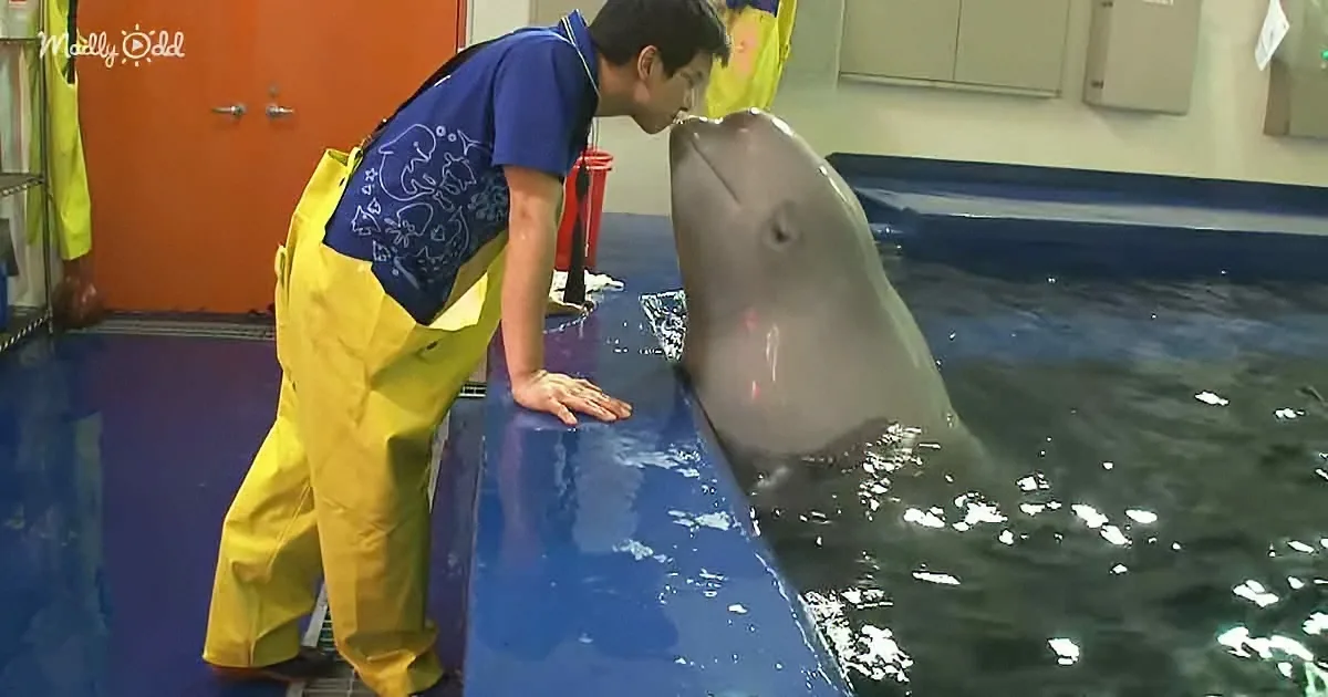 A Whale Named Tina Literally Has the Biggest Crush on Male Zookeeper